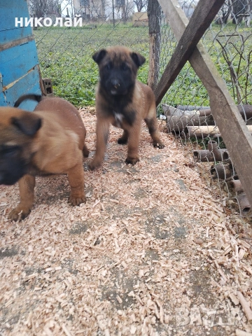 Малки кученца белгийска овчарка , снимка 2 - Белгийска овчарка - 52975832