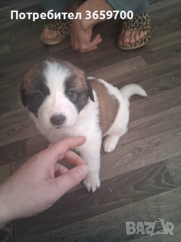 каракачански кученца, снимка 3 - Други - 52433043