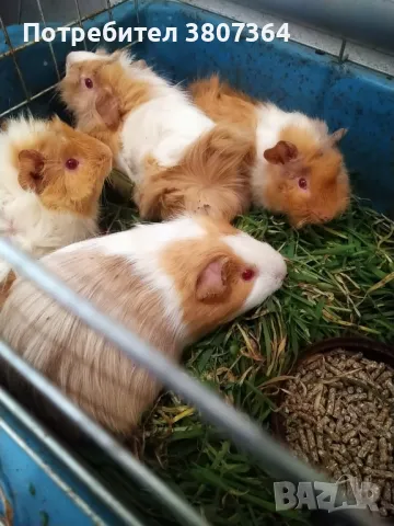 Продавам Морски свинчета розетки , снимка 1