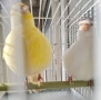 Продавам канари фай фенси , снимка 3