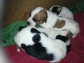 ПРОДАВАМ jack russell terrier 2305210838, снимка 10