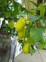 Облагородени лимонови дръвчета , снимка 1 - Стайни растения - 37988771