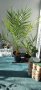 финикова палма, снимка 1 - Стайни растения - 35208757