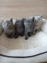 Британски Котета , снимка 7