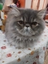 Продавам персийско женско коте, снимка 10