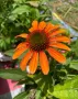 💜🧡🩷 Ехинацея / Echinacea 💜🧡🩷, снимка 2