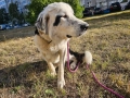 Младо куче търси своя дом!, снимка 14
