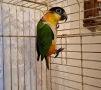 Папагал кайка/чернотеменен амазонек , снимка 2