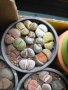 Lithops/живи камъчета/, снимка 11