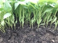 Продавам разсад за Пипер, Домати и Краставици , снимка 3