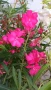 Зокум - различни цветове и размери /лян, олеандър/, снимка 2