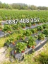 Продавам качествен разсад ягоди , снимка 1