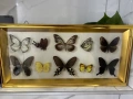 Рамка с екзотични пеперуди Азия, снимка 7