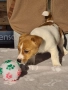 Джак Ръсел Териер 🐾, снимка 8