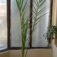 Финикови палми, снимка 1 - Стайни растения - 36768284