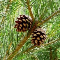 Бял бор, Pinus sylvestris, снимка 1 - Градински цветя и растения - 43936306