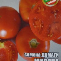 Семена за домати сорт ,,Миляна"