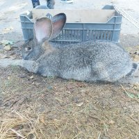 Продавам зайци  великани, снимка 6 - Други - 41335323