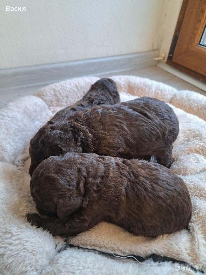 той пудел , снимка 1