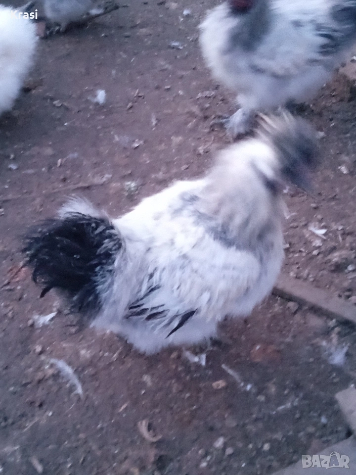 Петле копринка, снимка 1