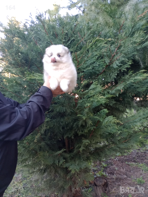 Мъжки Померани. Реални снимки от 29.12.25 г., снимка 1