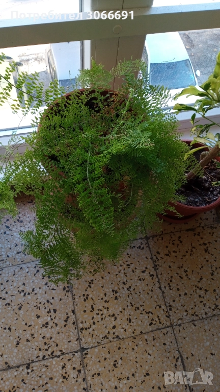 Къдрава папрат, снимка 1