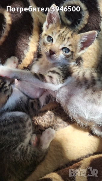 Подарявам коте.Две женски., снимка 1