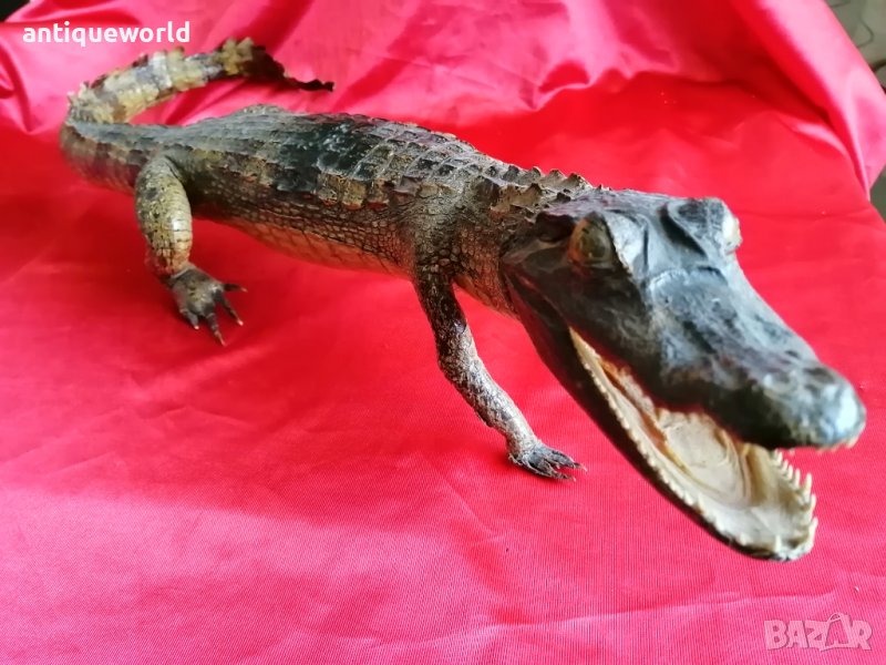 КРОКОДИЛ, снимка 1