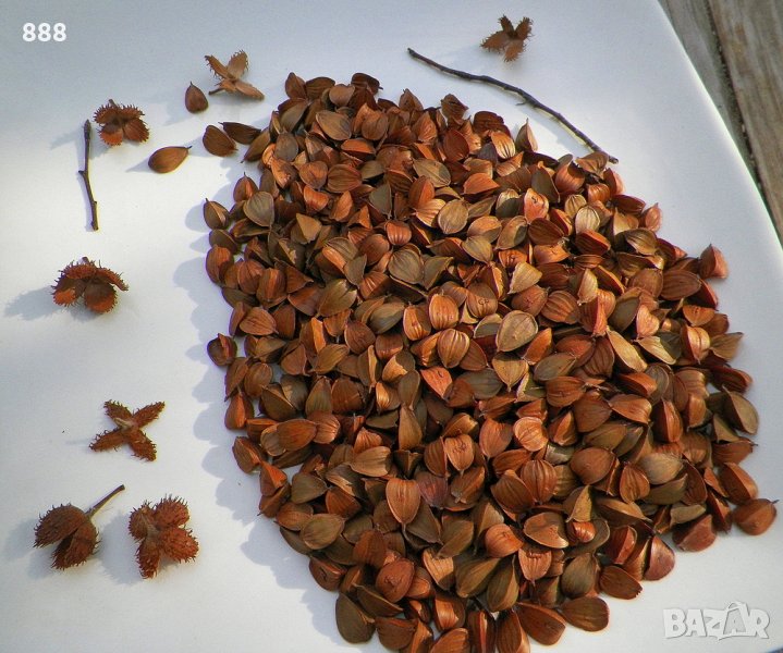 Букови ядки, снимка 1