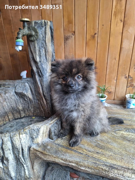 Померан ,померан , снимка 1