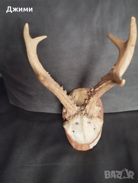 красив трофей от сръндак, снимка 1