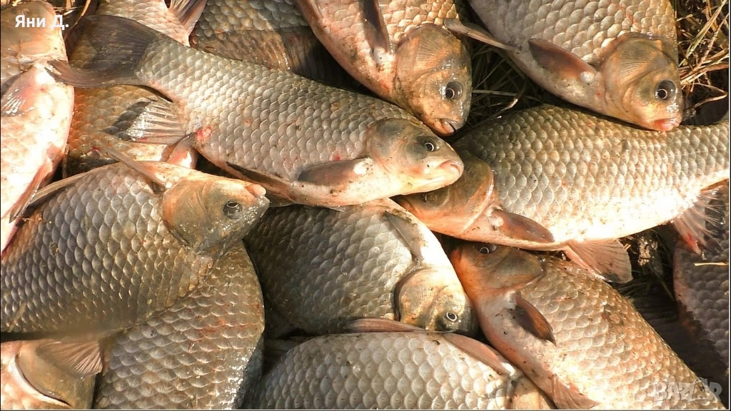 КУПУВАМ ЕДРА КАРАКУДА, снимка 1