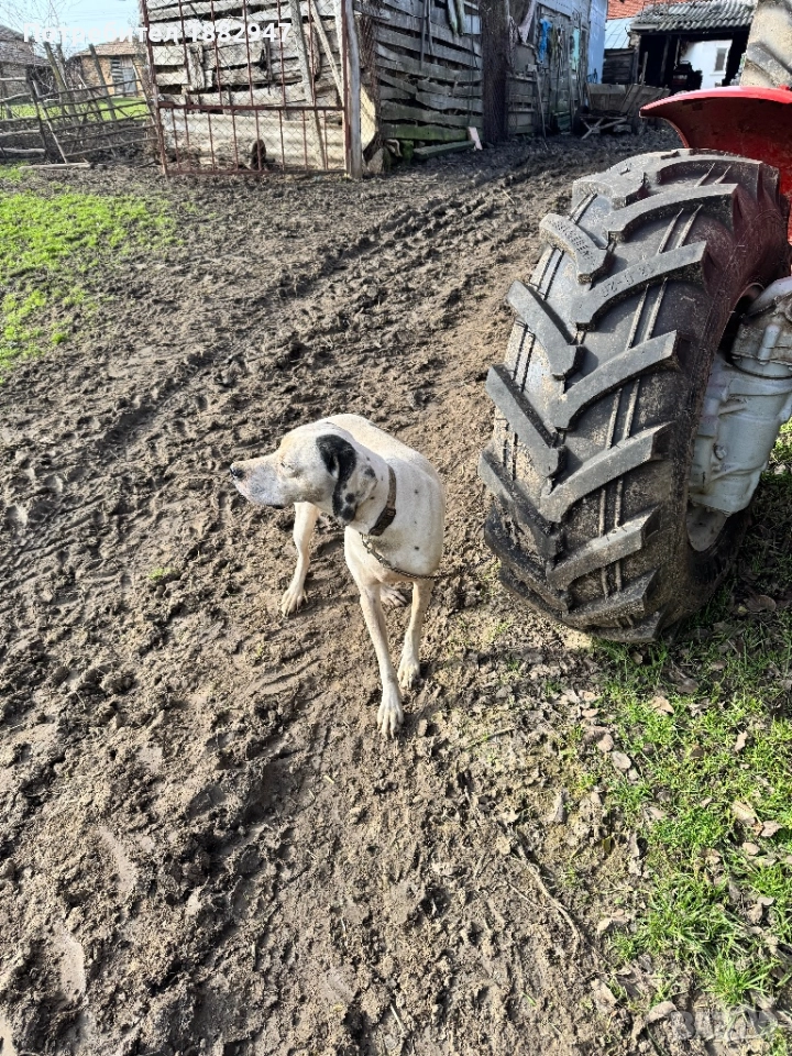 Английски пойнтер, снимка 1