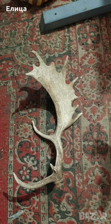 Рог от лопатар и кравешки рога, снимка 1