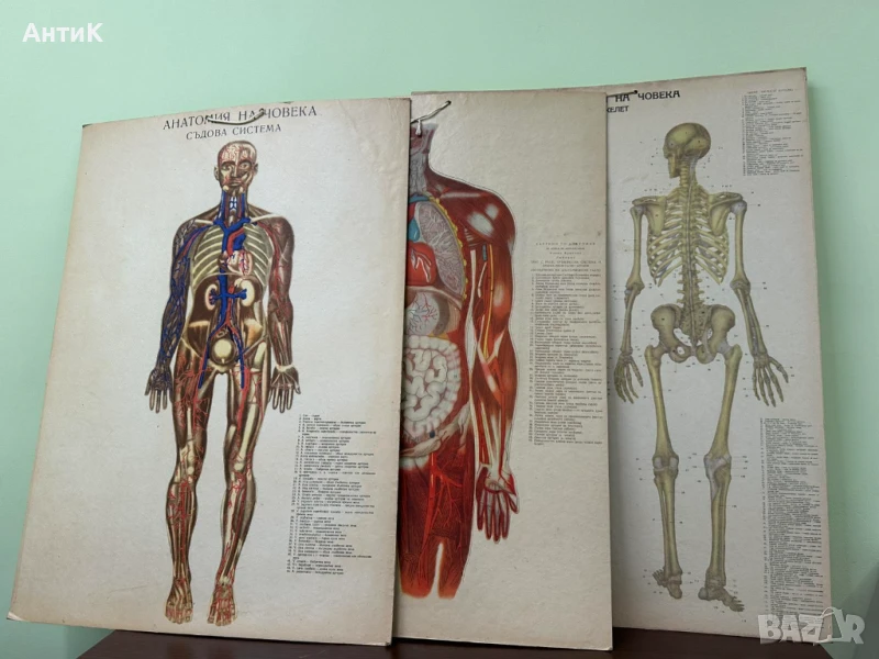 Соц Анатомични Медицински Плакати, снимка 1