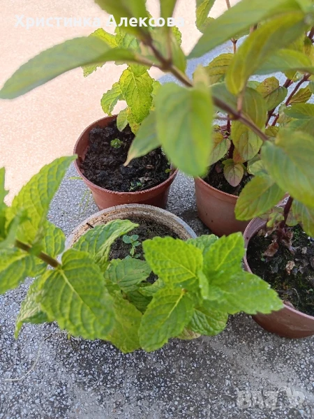 Мента, босилек и розмарин, снимка 1