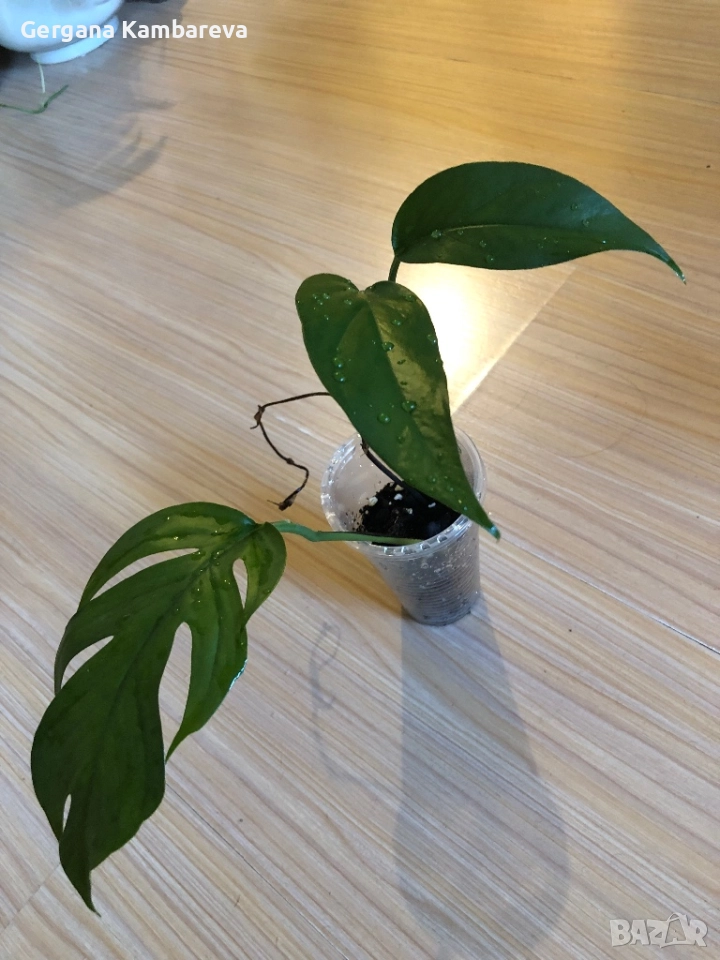 Epipremnum pinnatum Baltic Blue , снимка 1