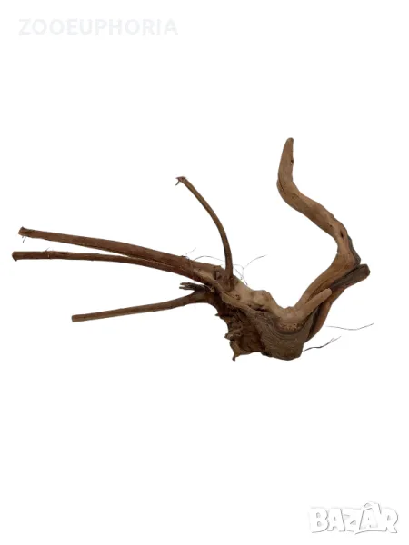 Корен азалия #13, снимка 1