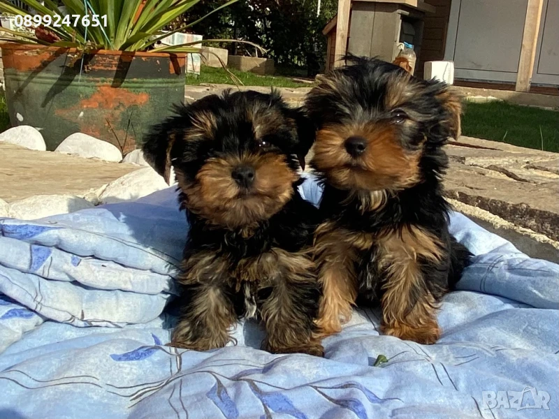 Йоркширски териерчета , снимка 1