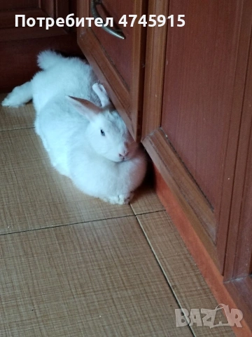 Подарявам декоративно зайче , снимка 6 - Декоративни зайчета - 53586707