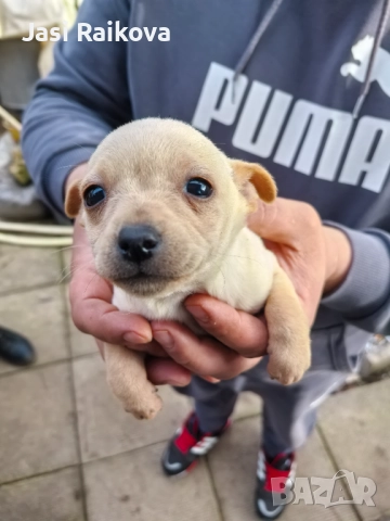 Пинчер сърнист , снимка 2 - Пинчер - 52904750