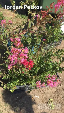 Индийски люляк , снимка 2 - Градински цветя и растения - 47429486