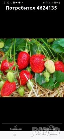 Продавам разсад ягоди, снимка 15 - Сортови семена и луковици - 52068496