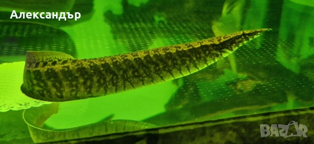 macrognathus taeniagaster 2 бр., снимка 2 - Рибки - 52369924