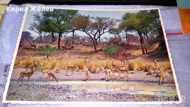 ЛОТ 4 СТАРИ ПОЩЕНСКИ КАРТИЧКИ ФРАНЦИЯ ПИРЕНЕИ СССР АФРИКА ПРИРОДА КУКЛИ 33431, снимка 4 - Филателия - 38810847