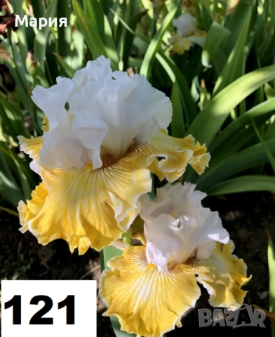 Сортови вискоки ириси /брадати ириси, снимка 8 - Сортови семена и луковици - 46410355