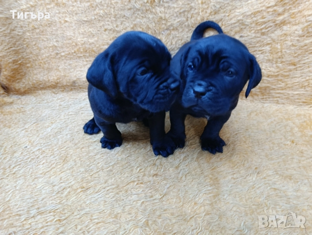 Кане Корсо Италиано , снимка 13 - Кане корсо - 52793038