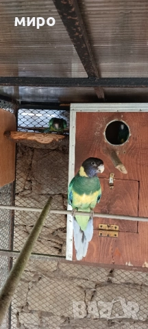 Двойка Бернардови розели ,млади птици !, снимка 7 - Папагали - 46686723