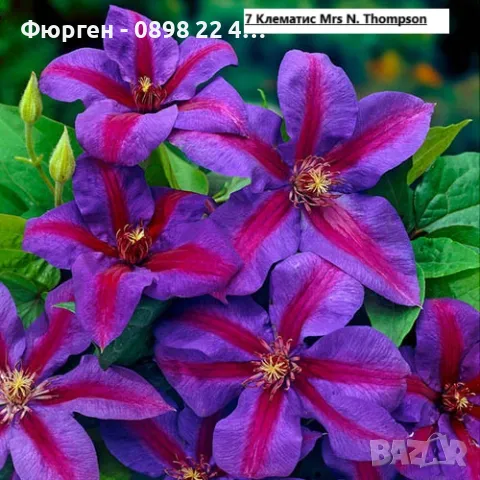 Клематис налични 28 вида, снимка 7 - Разсади - 48740880