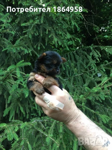 СУПЕР МИНИ ЙОРКИ Доставка, снимка 4 - Йоркширски териер - 52519399